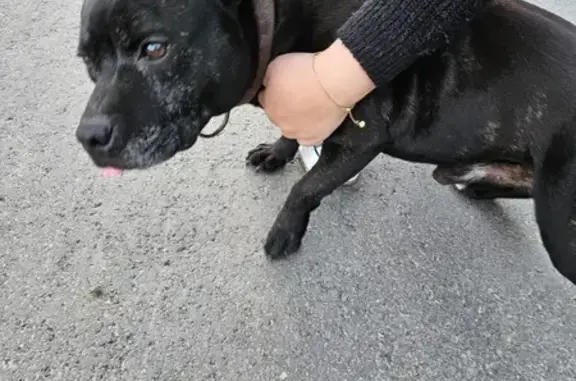 Chien trouvé , photo: Staffy noir trouvé, collier brun, Saint-Paul