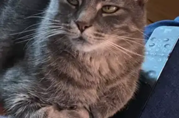 Chat tigré gris disparu à Mornac-sur-Seudre - photo