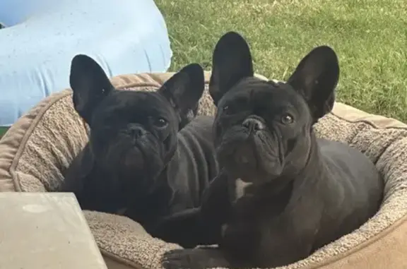 Lost: 2 Black French Bulldogs in Bakersfield