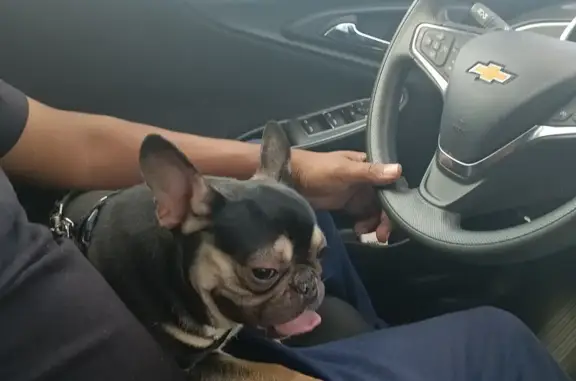 Lost 9-Month-Old Frenchie on JFK Blvd, Philly