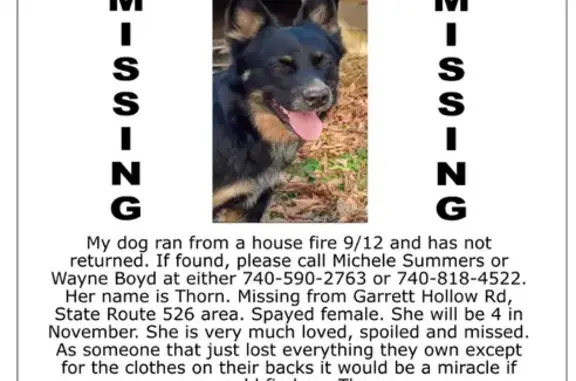 Help Find Thorn: Missing Dog in Bowling Green