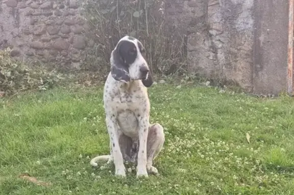 Chien perdu , photo : Chien Gascon Saintongeois perdu à Pontiacq