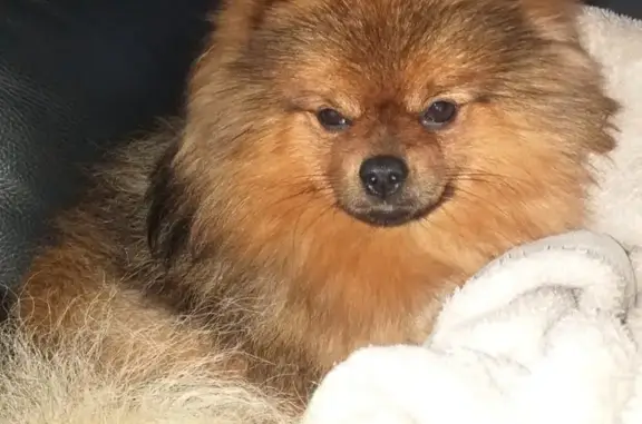 Chien perdu Noyers-sur-Cher, photo : Chien disparu : Spitz allemand 2 ans, Loulou