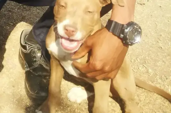 Missing Brown Male Pitbull - 3 Months Old