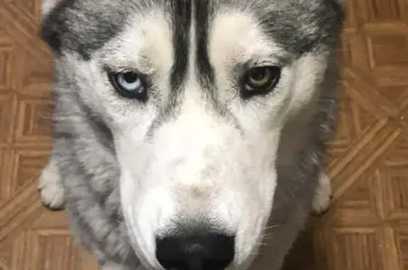 Lost Siberian Husky on San Marino St, LA