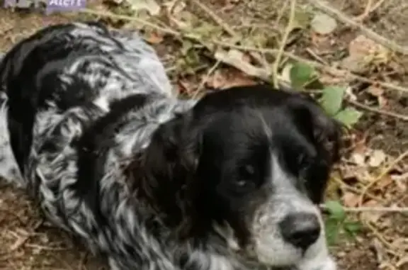 Chien perdu , photo : Épagneul breton noir et blanc perdu à Furiani