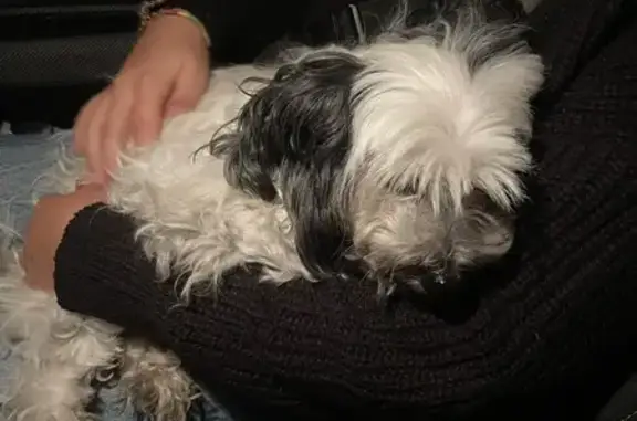 Chien mâle trouvé près de la mairie à Janzé - photo