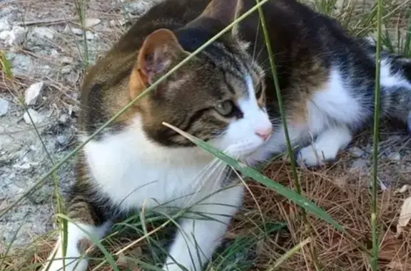 Animaux perdus Paris, photo: Chat Européen Perdu à Rognes - 11 Ans