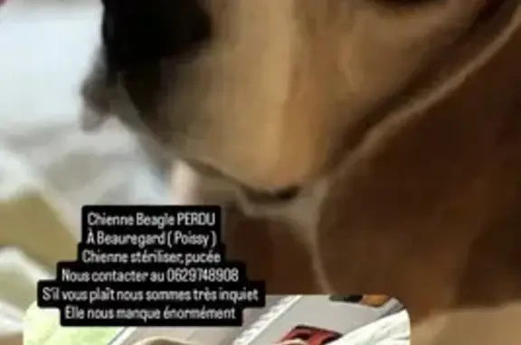 Beagle perdu ce matin à Poissy - photo