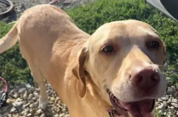 Lost Yellow Lab: Miley, 10, Pink Collar