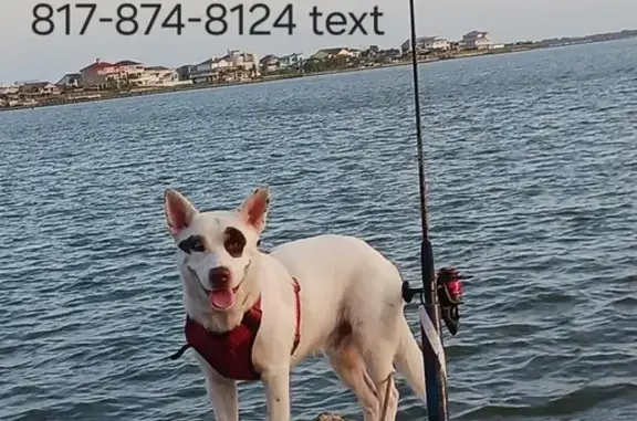 Missing Dog: Bolt, White with One Patch