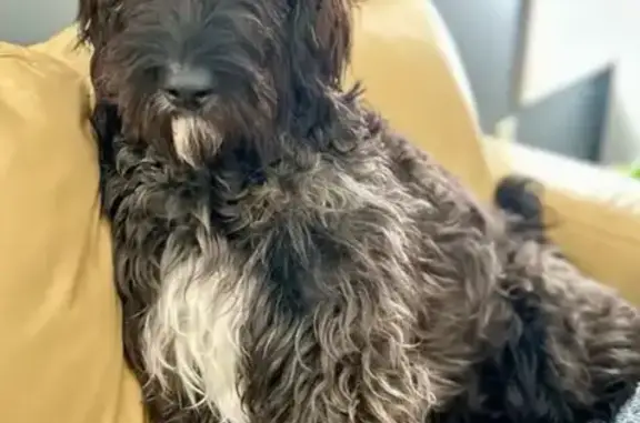 Lost Female Irish Doodle: Help Find Charlie!