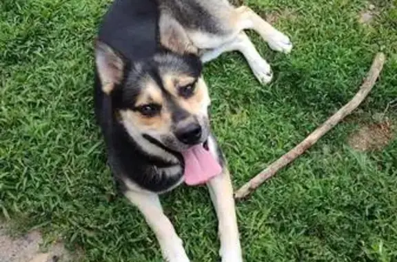 Lost Dog: Black/Tan Husky Mix on Hwy 35