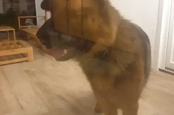 Chien trouvé Wimille, photo: Berger allemand trouvé à Wimille samedi soir