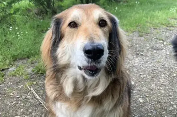 Chien perdu , photo : Chien disparu 15 ans, Rue de la Mairie