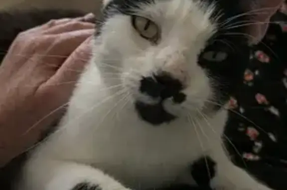 Chat perdu, , photo: Chat disparu à Saint-Puy depuis 10 jours