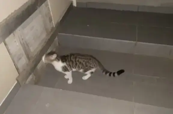 Chaton trouvé en très bon état à Thuir - photo