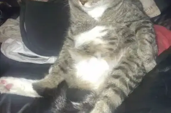 Chat perdu à Vals-les-Bains, non identifié - photo