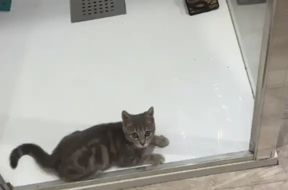 Animaux perdus Moulins, photo: Chaton européen gris-blanc disparu à Moulins