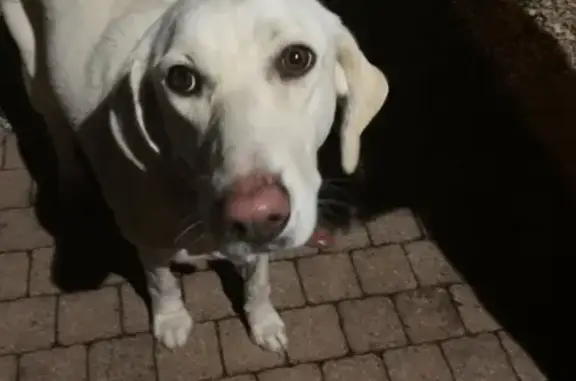 Chienne beige trouvée à Allassac - photo