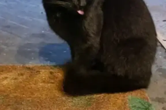 Animaux trouvés Cessy, photo: Chat noir trouvé, poils blancs, Cessy