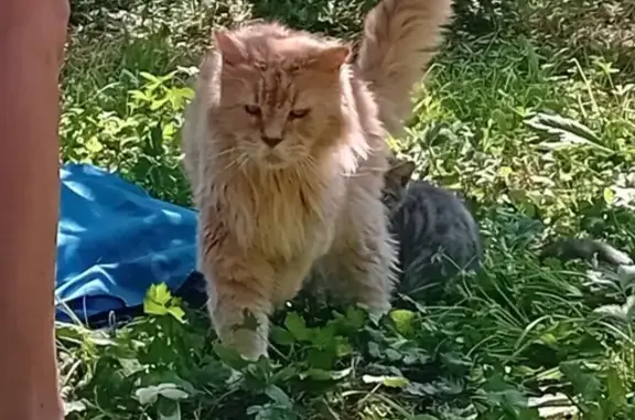 Chat perdu à Saint-Barthélemy-de-Séchilienne - photo