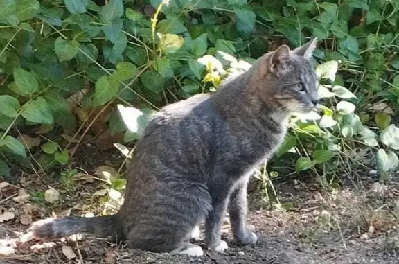 ¡Gato Joven y Manso Encontrado en Villalbilla!