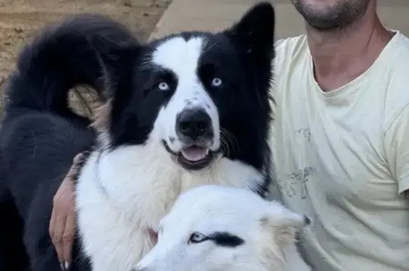 Chiens perdus depuis déménagement à Livarot - photo