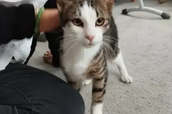 Chatte tigrée retrouvée rue Marc Sangnier - photo