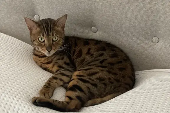 Chat perdu, Neuilly-sur-Seine, photo: Chat perdu à Neuilly-sur-Seine, Bd Victor Hugo
