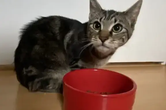 Animaux trouvés Pacé, photo: Chatte tigrée trouvée à Pacé, craintive et câline