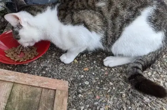 Animaux trouvés Guidel-Plage, photo: Chat errant maigre et affamé trouvé à Guidel
