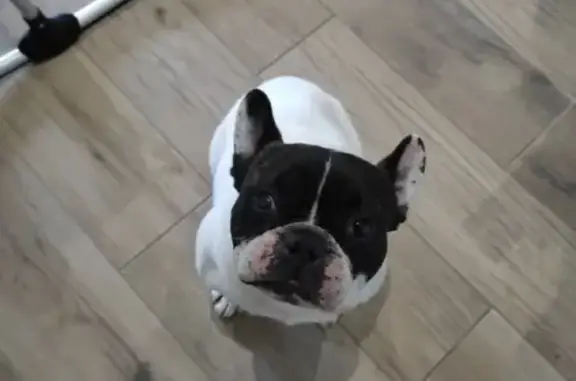Bouledogue mâle blanc/noir trouvé Rue Touvet 77 - photo