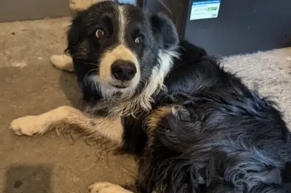 Chien trouvé , photo: Border collie noir et blanc trouvé à Guipry