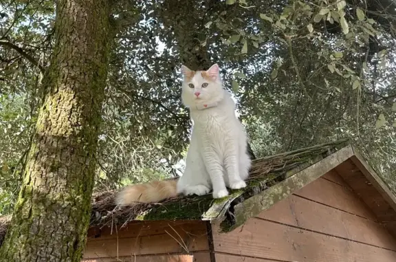Chat Turc de Van perdu à Bretignolles-sur-Mer - photo