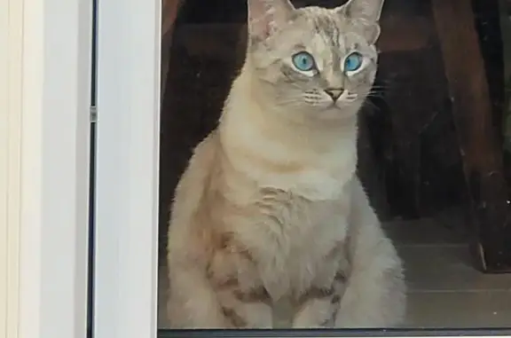 Lost Siamese Tabby: White/Gray, Blue Eyes