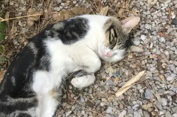 Chat perdu, , photo: Chat tricolore disparu à Puéchabon