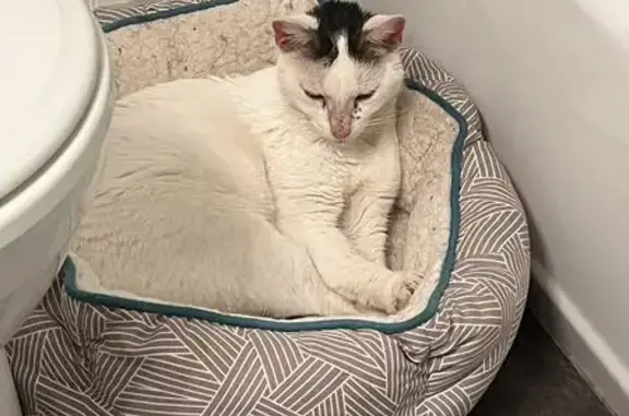 Found: Beautiful White Cat, Hungry & Injured