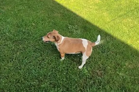 Chien femelle blanc/marron trouvé à Chaulieu - photo