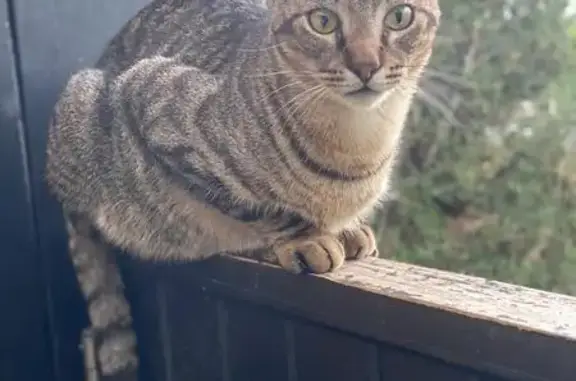 **Gato Atigrado Gris Perdido en Calahonda**