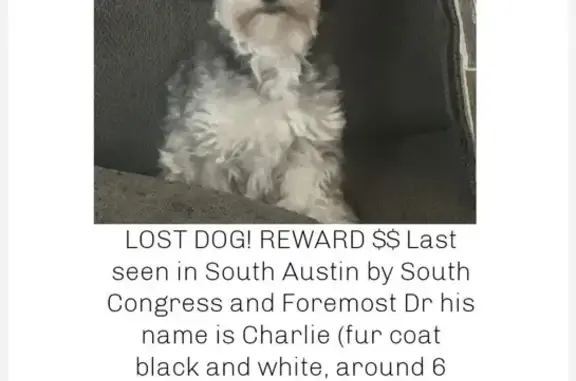 Lost Maltipoo: Black & White, S. Congress Ave