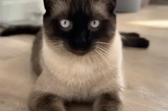 Missing Siamese Cat: Dark Fur, Answers to 'Bones'