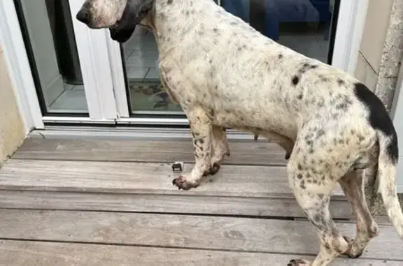Chien trouvé Bourgogne-Franche-Comté, photo: Chien de chasse trouvé sans collier ni tatouage