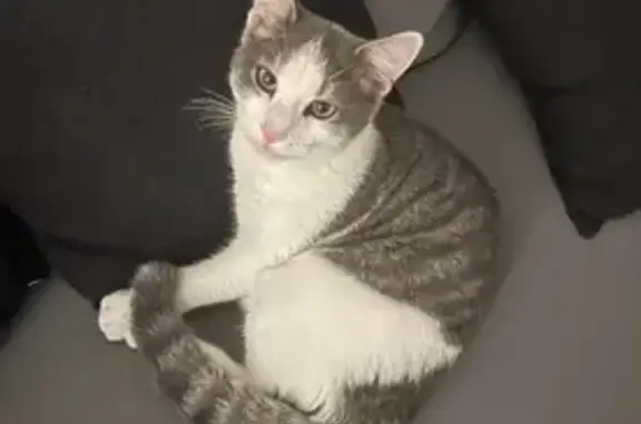 Chaton mâle trouvé Rue de Dole, Besançon - photo