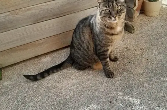 Chat trouvé à Cournon-d'Auvergne - photo