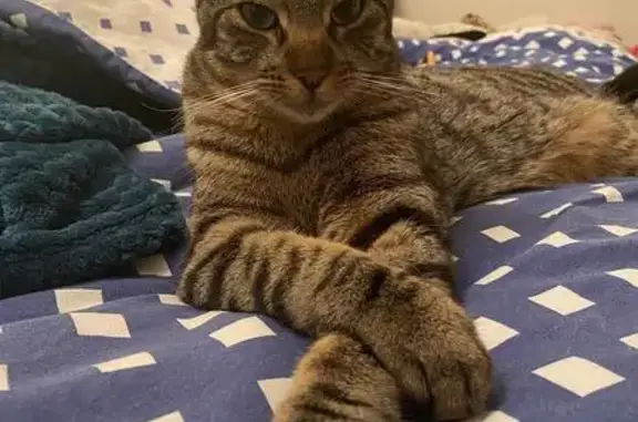 Chat perdu, Mende, photo: Chat perdu à Mende : Diabolo disparu