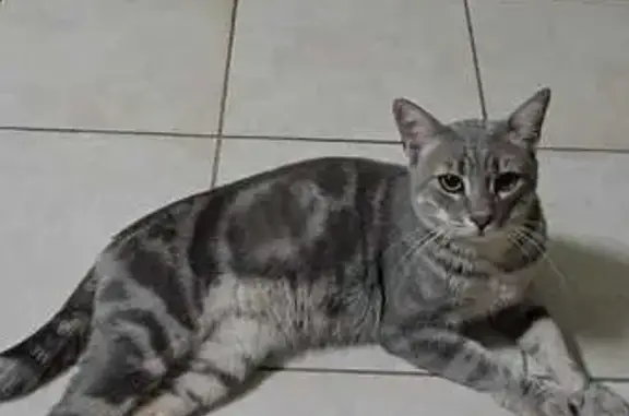 Animaux trouvés , photo: Chat tigré/gris trouvé à Narbonne, non pucé