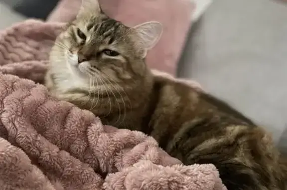 Chat perdu, Le Luc, photo: Chat perdu au Luc, contactez Clothilde