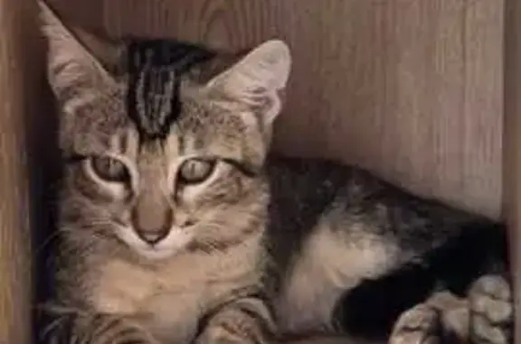 ¡Gato Perdido en Elche! Ayúdanos a Encontrar a Mickey