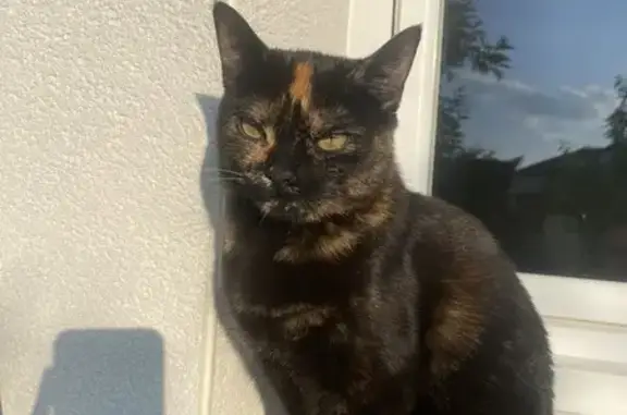 Animaux perdus Pibrac, photo: Chatte noire élancée perdue à Pibrac